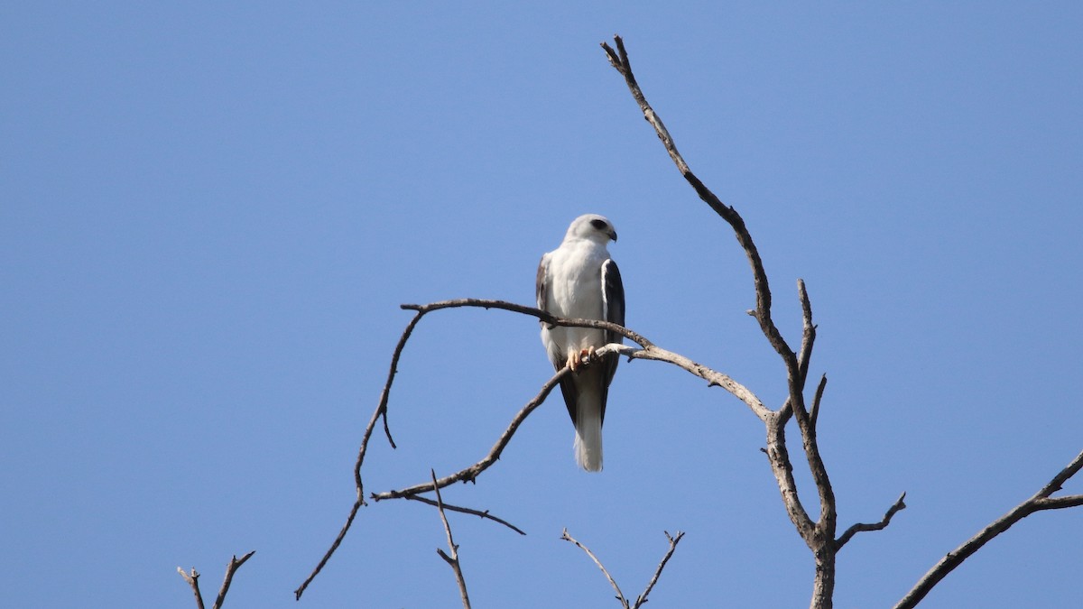 White-tailed Kite - ML572960221