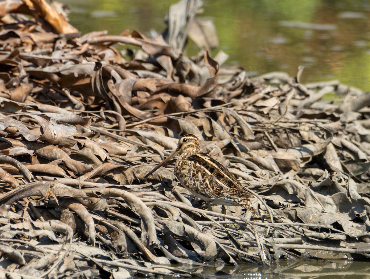 Common Snipe - ML572960961