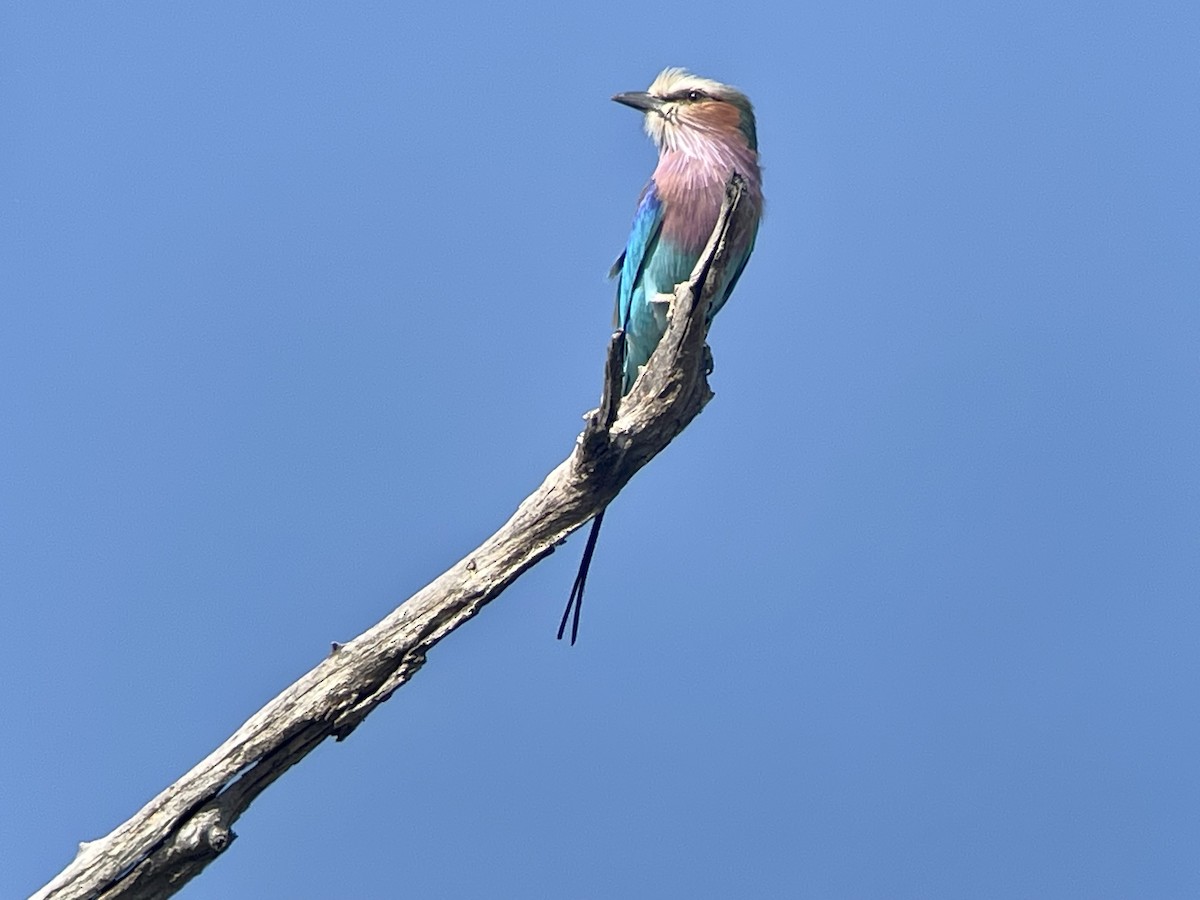 Lilac-breasted Roller - Magill Weber