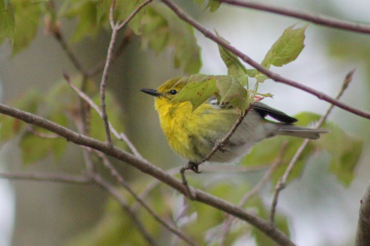 Pine Warbler - Zac Cota