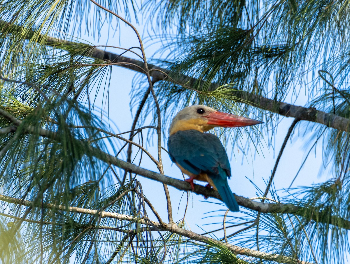 Stork-billed Kingfisher - ML572962001