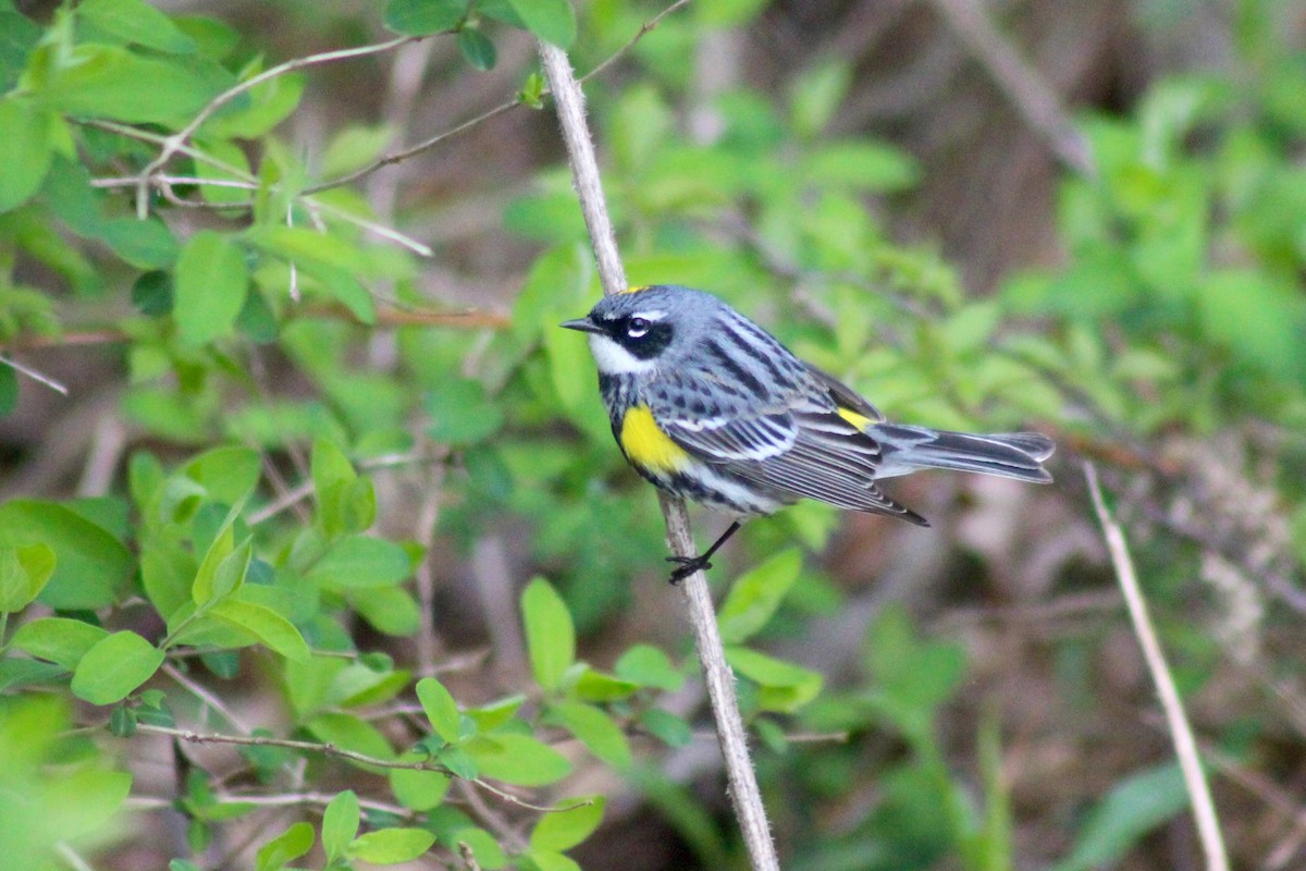 Yellow-rumped Warbler - ML57296211