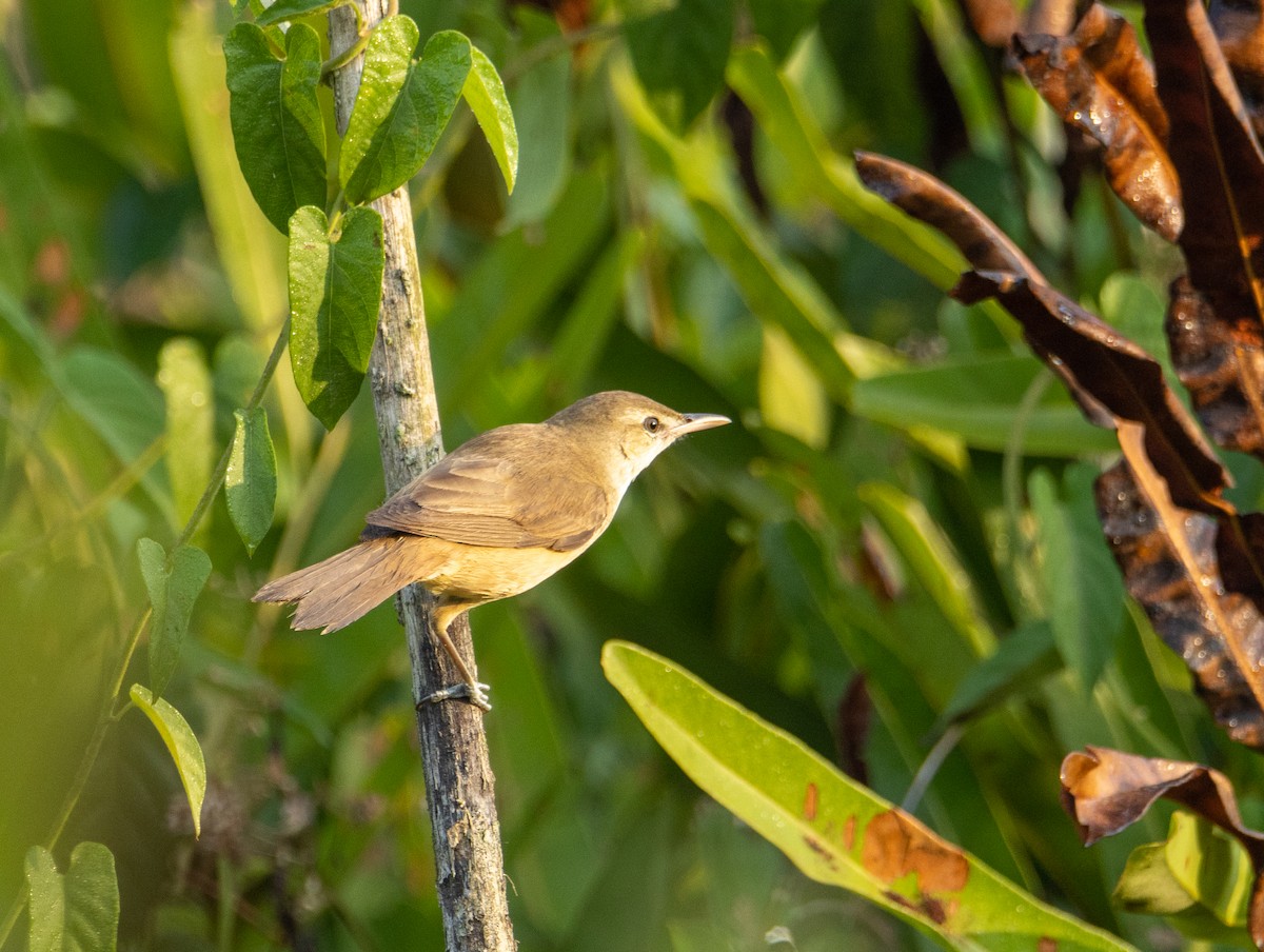 Clamorous Reed Warbler - ML572962131