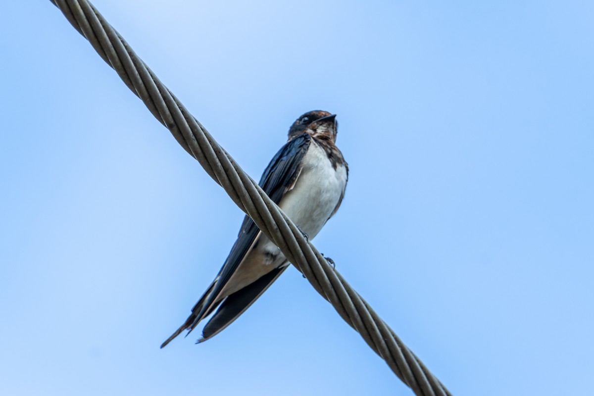 Barn Swallow - hari s