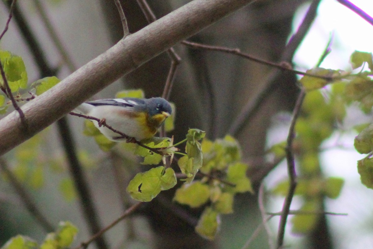 Northern Parula - Zac Cota