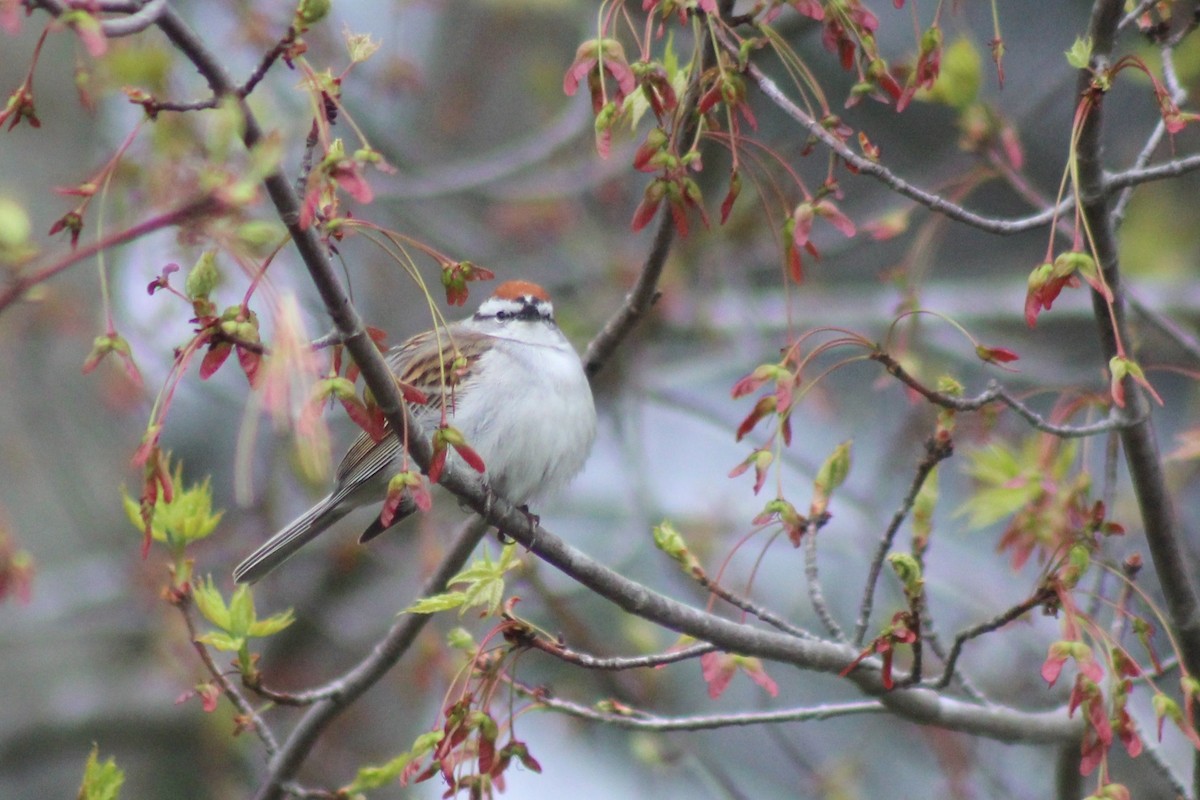 Chipping Sparrow - Zac Cota