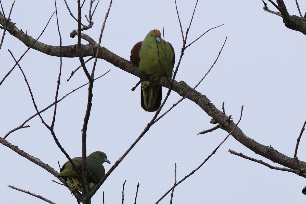 Whistling Green-Pigeon (Taiwan) - Yu-Wei (昱緯) LI (李)