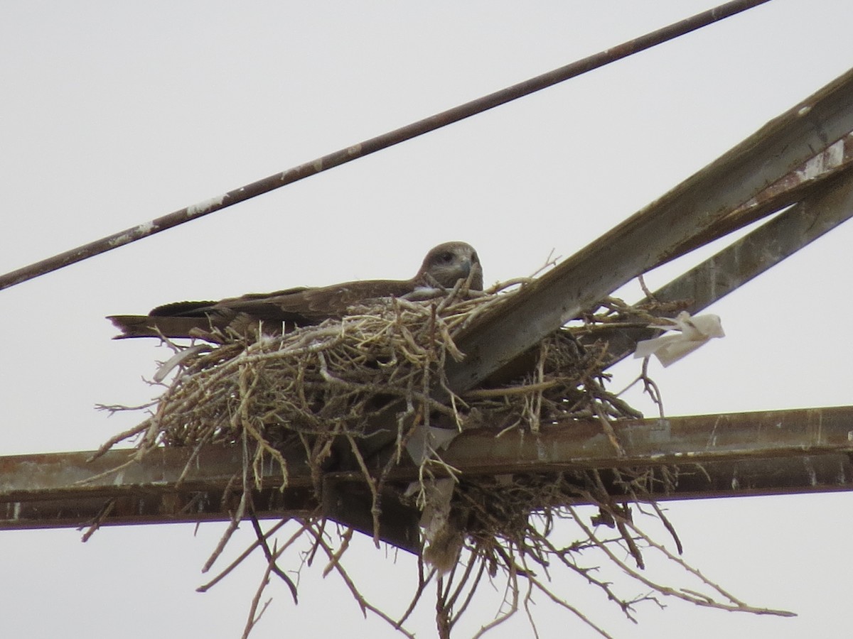 Black Kite (Black-eared) - ML572963011