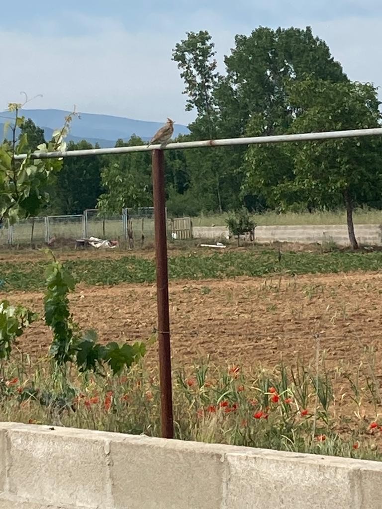 Crested Lark - ML572963951