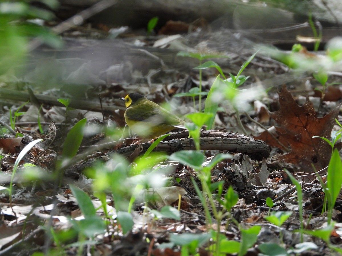 Hooded Warbler - ML572964771