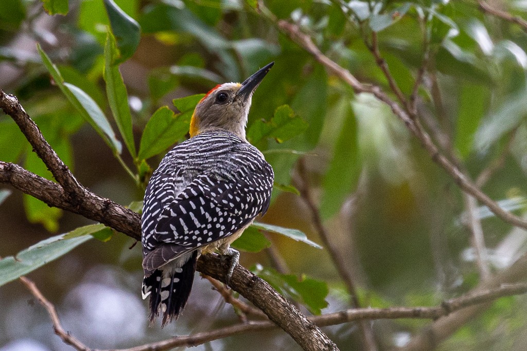 Hoffmann's Woodpecker - ML572966071