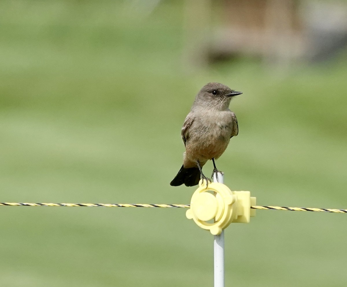 Say's Phoebe - ML572966471