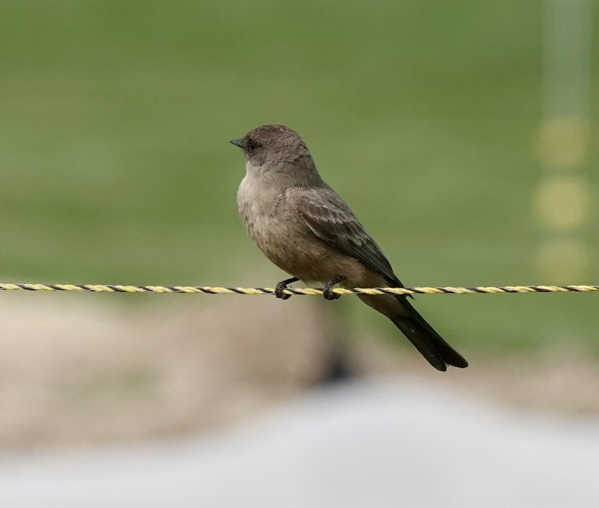 Say's Phoebe - ML572966501