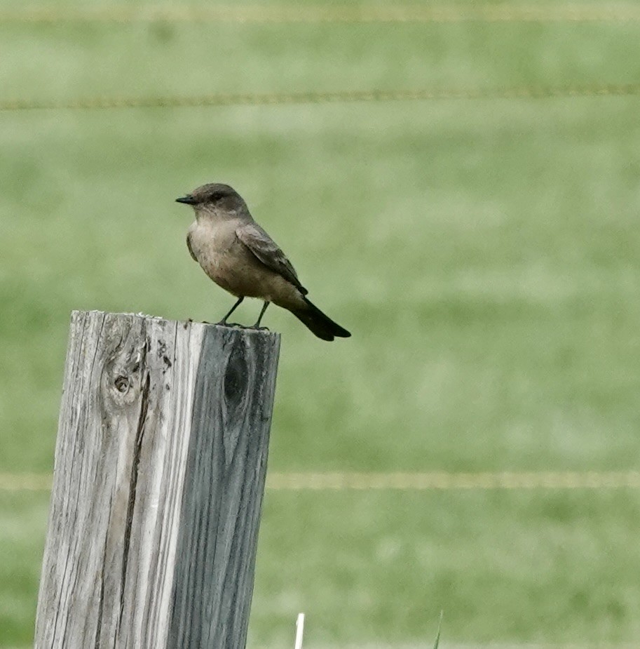 Say's Phoebe - ML572966521