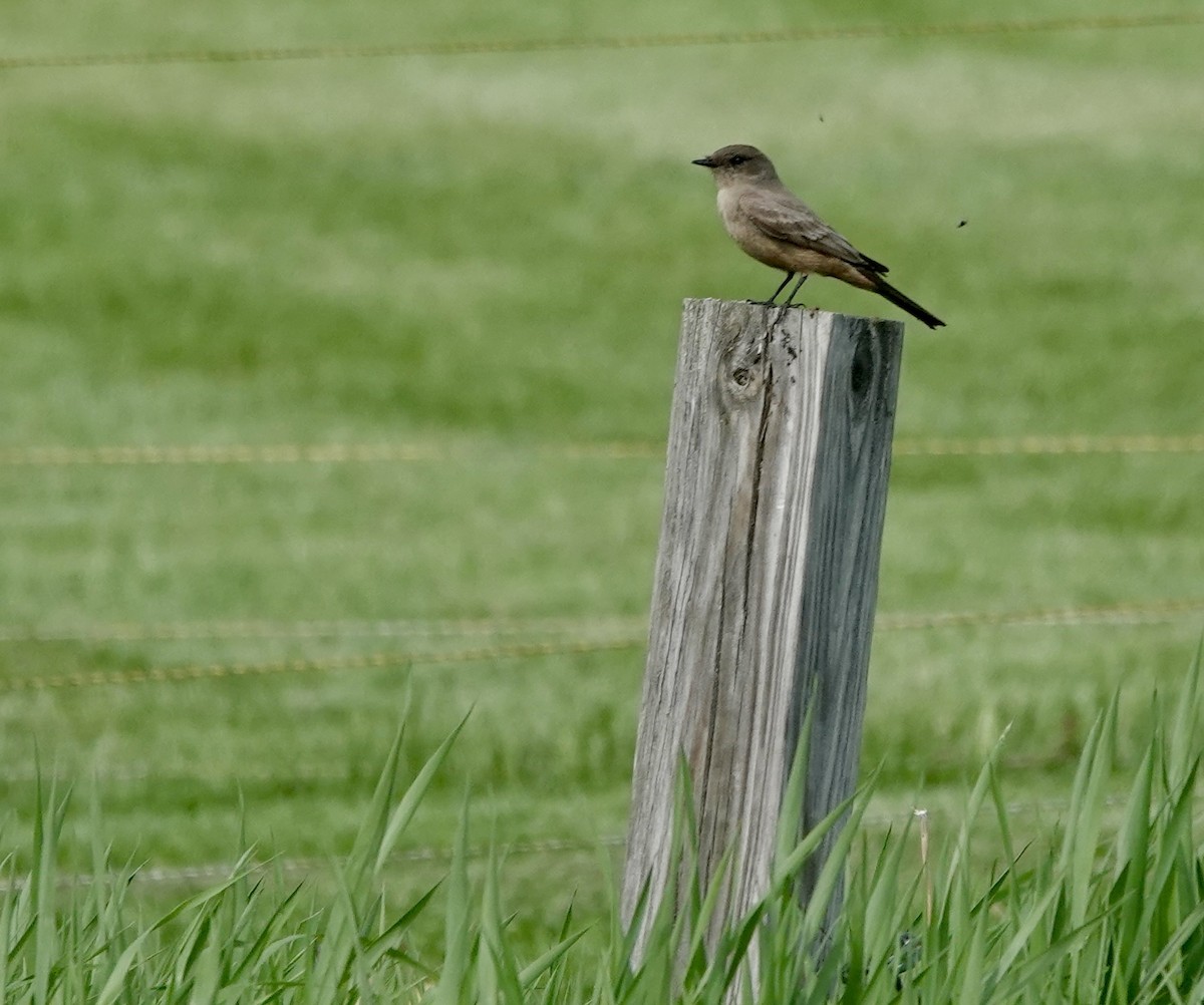 Say's Phoebe - ML572966531