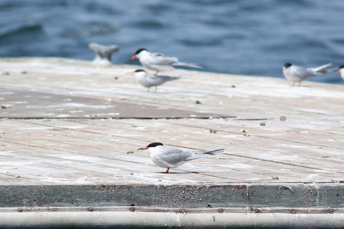 Common Tern - ML572967341