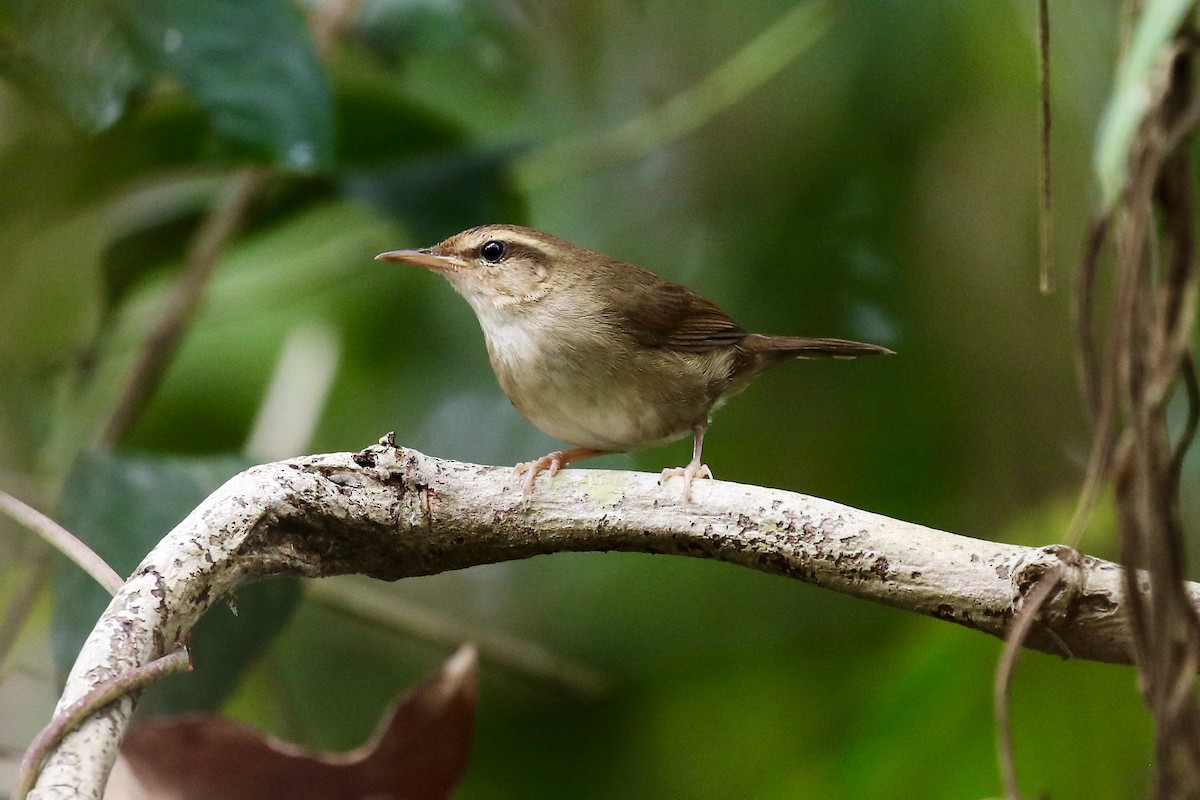 Pale-footed Bush Warbler - Jonathan Slifkin