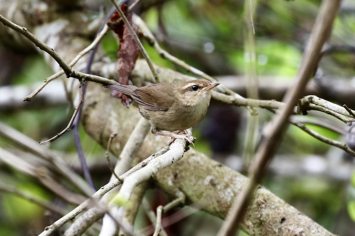 Pale-footed Bush Warbler - ML572967681