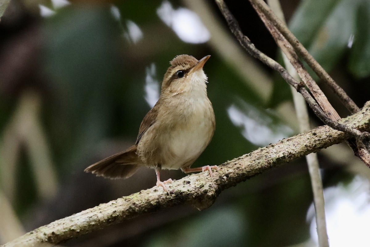 Pale-footed Bush Warbler - ML572967781