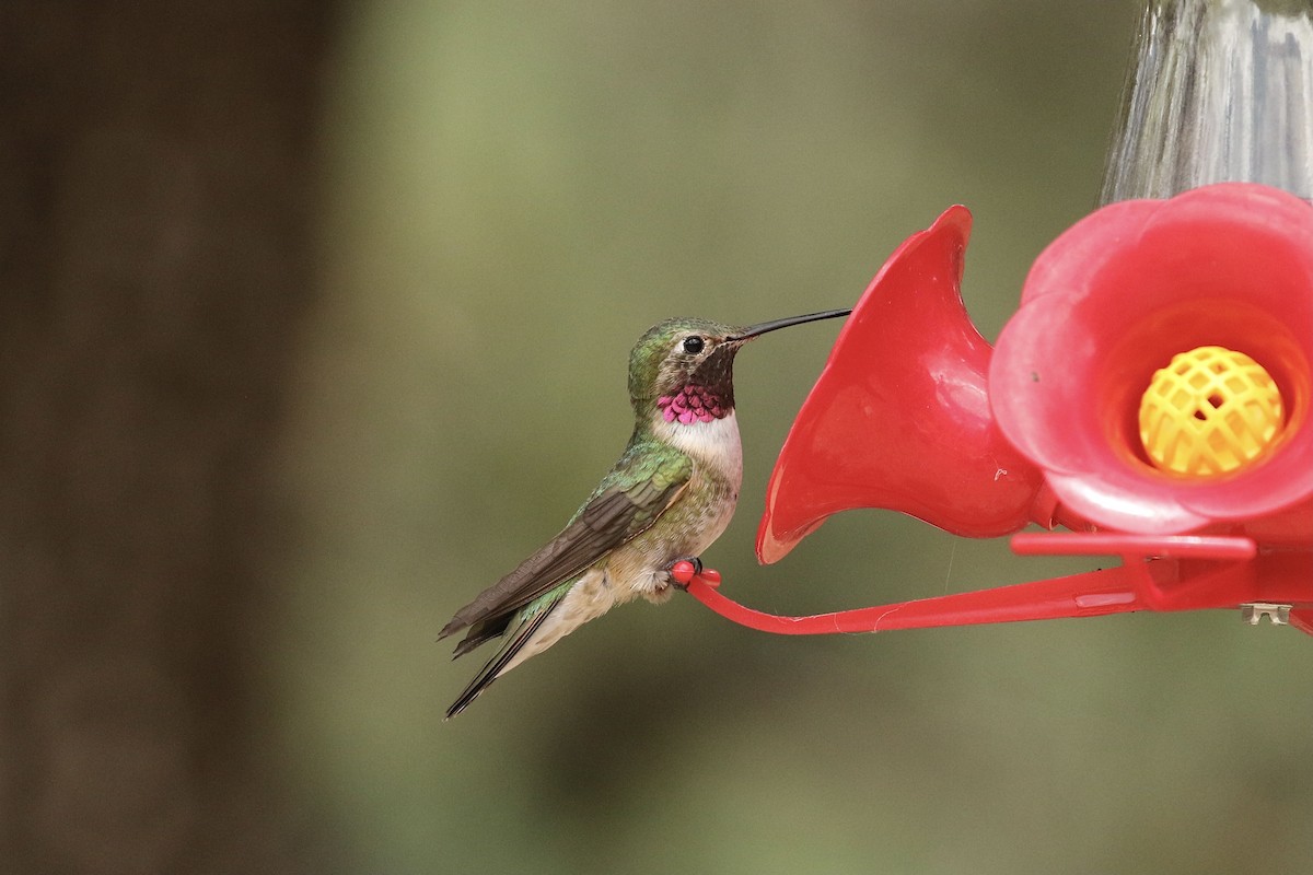 Broad-tailed Hummingbird - Russ Morgan