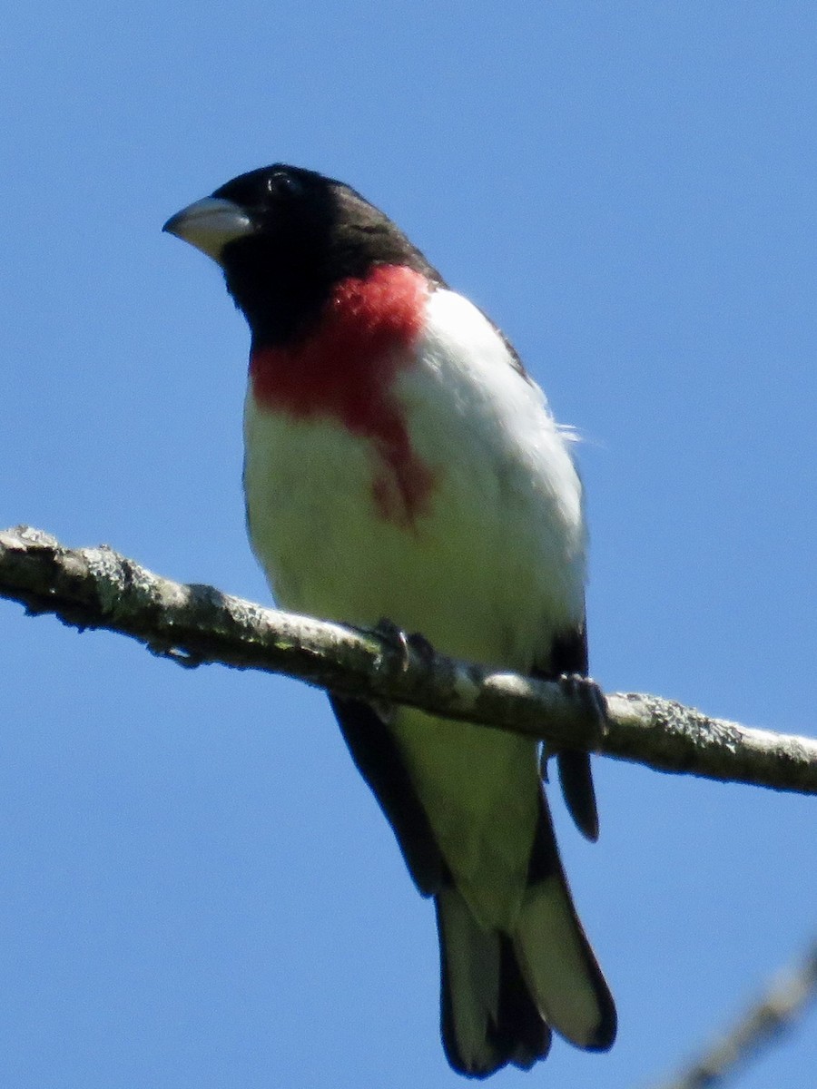 Cardinal à poitrine rose - ML572968441