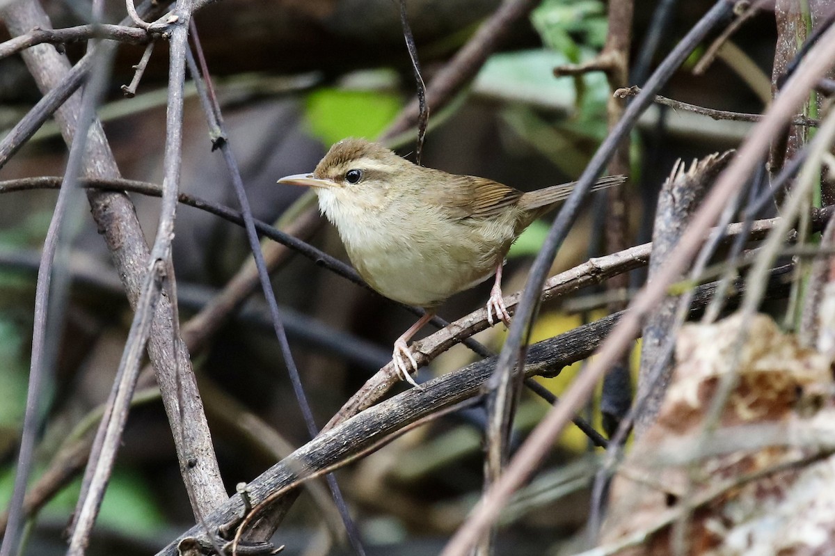 Pale-footed Bush Warbler - ML572968471