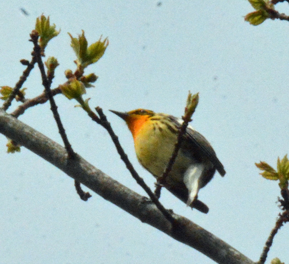 Blackburnian Warbler - Michael J Good