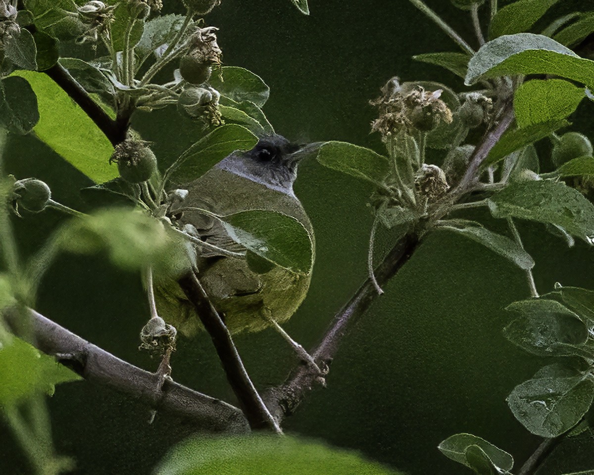 Graukopf-Waldsänger - ML572969001