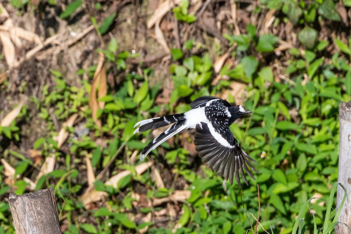 Spotted Forktail - ML572970071