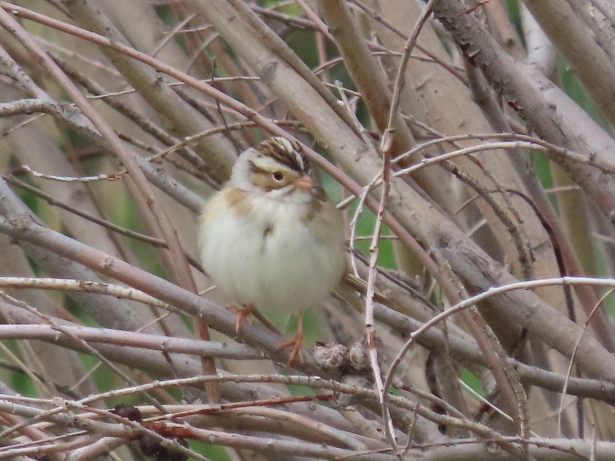 Clay-colored Sparrow - ML572970391