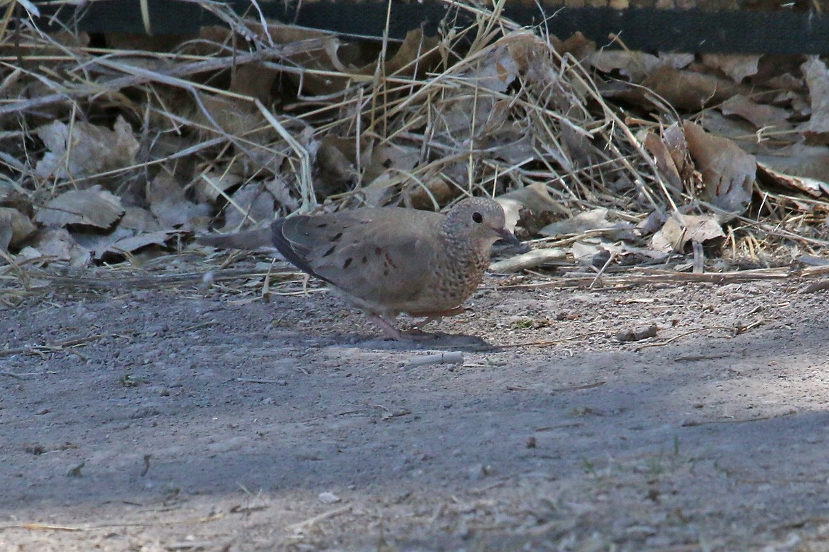 Common Ground Dove - ML57297071