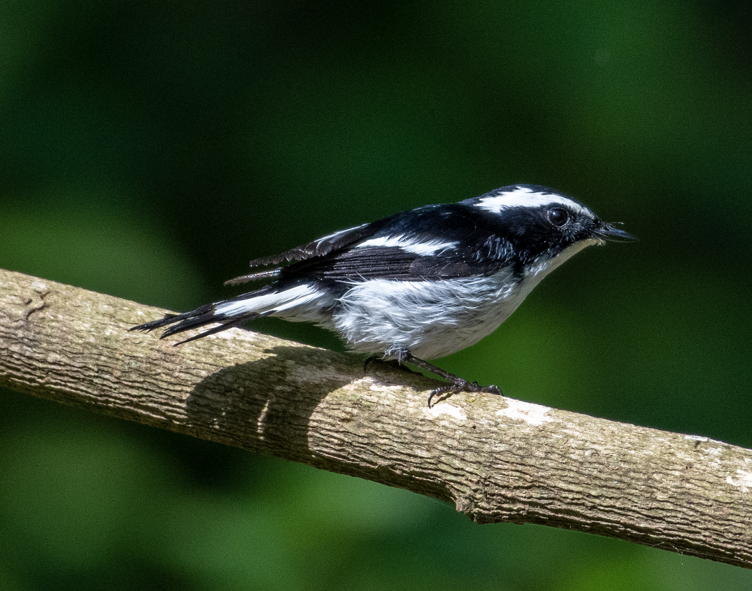 Little Pied Flycatcher - Harshil Sharma