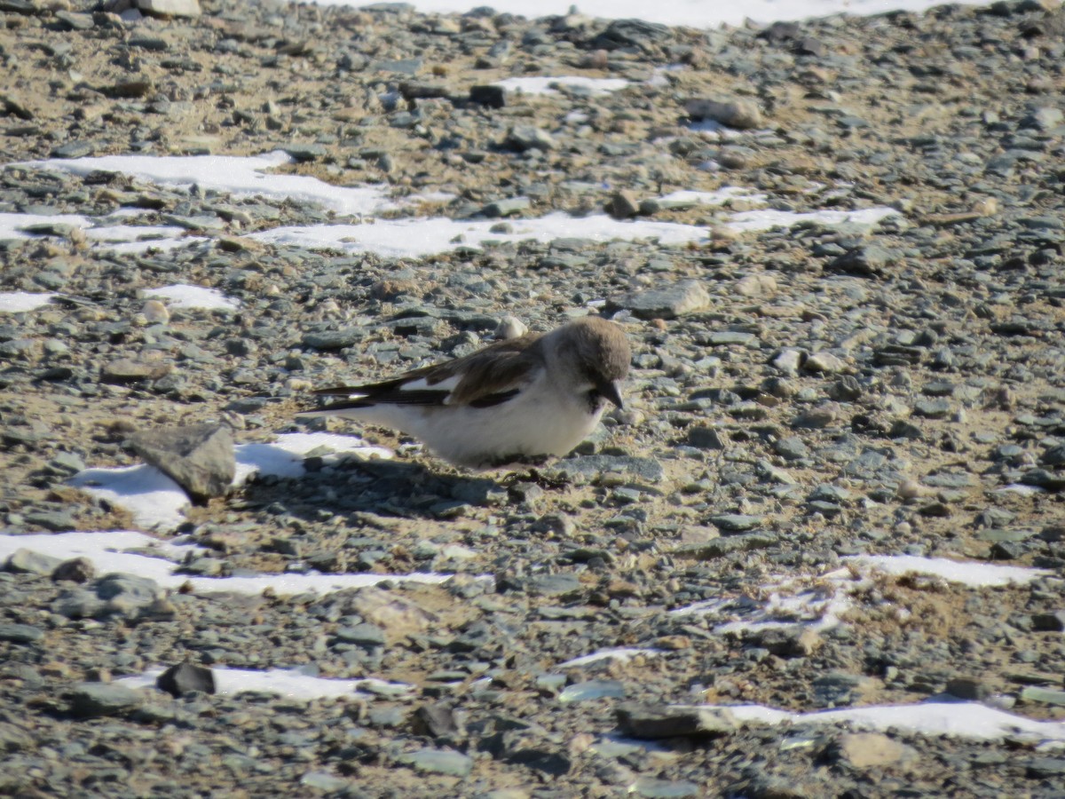 White-winged Snowfinch - Mark Bezuijen