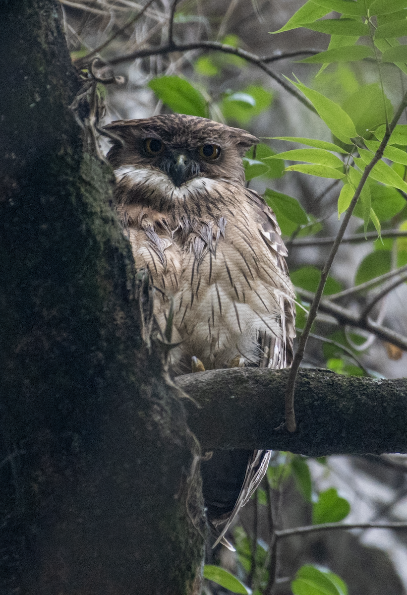 Brown Fish-Owl - ML572971331