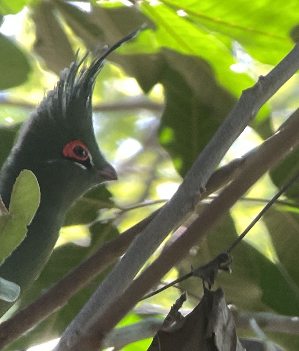 Schalow's Turaco - ML572972021