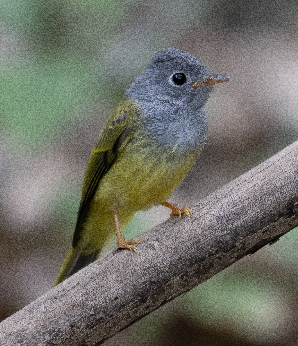 Papamoscas Cabecigrís - ML572972391