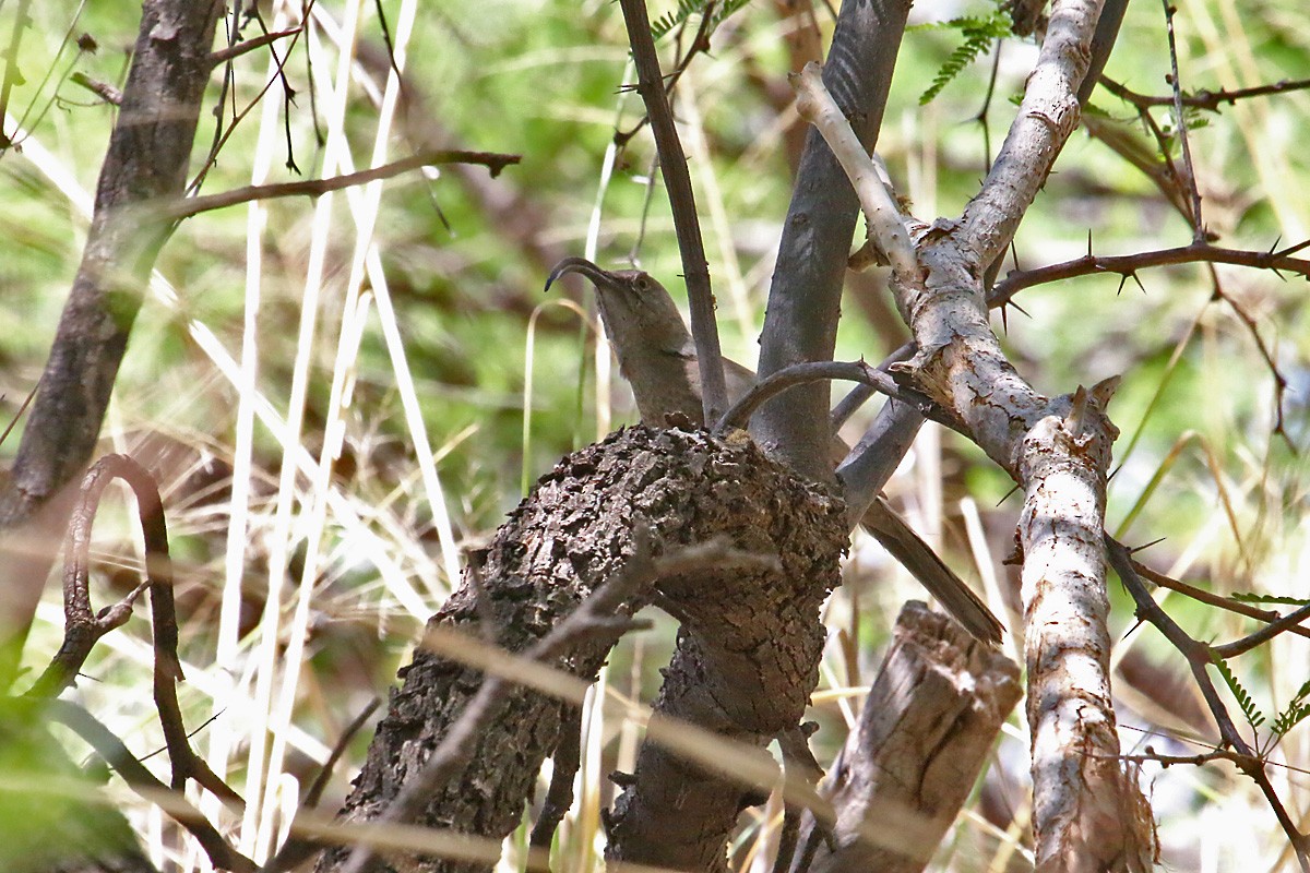 Curve-billed Thrasher - ML57297241