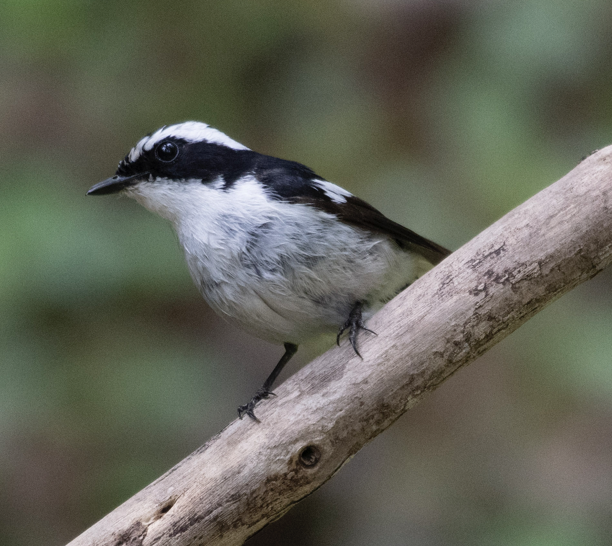 Little Pied Flycatcher - ML572972461