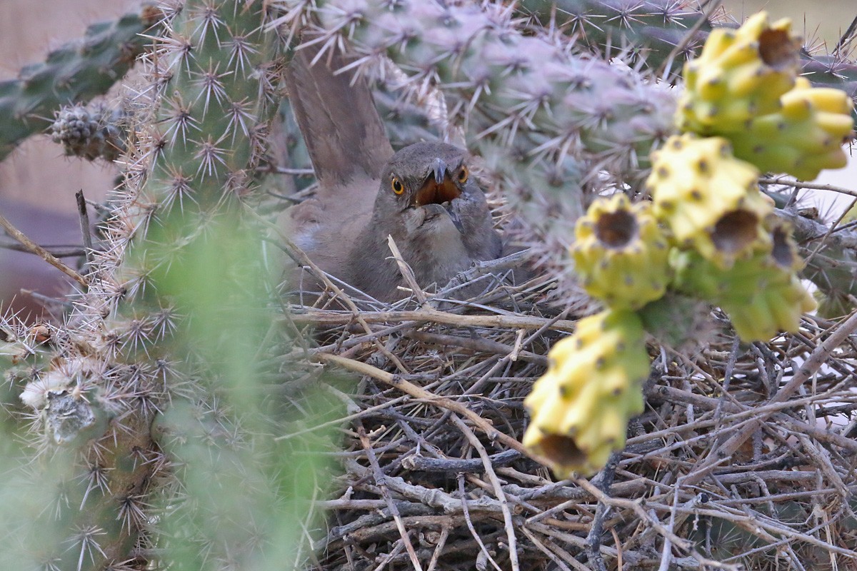 Curve-billed Thrasher - ML57297251