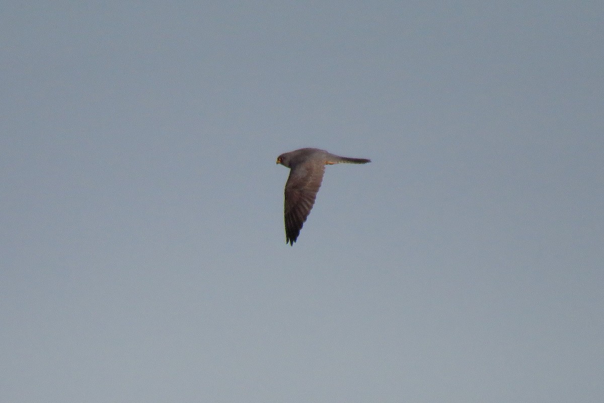 Red-footed Falcon - ML572972851