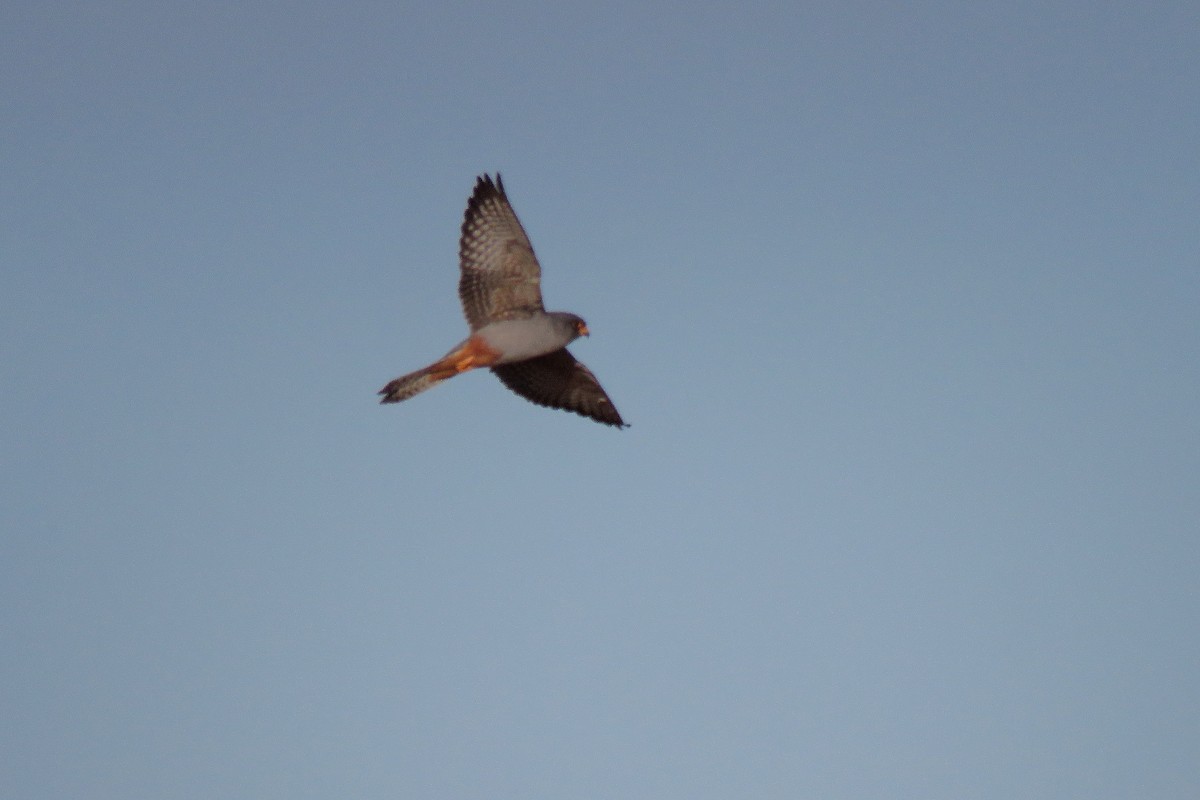 Red-footed Falcon - ML572972861
