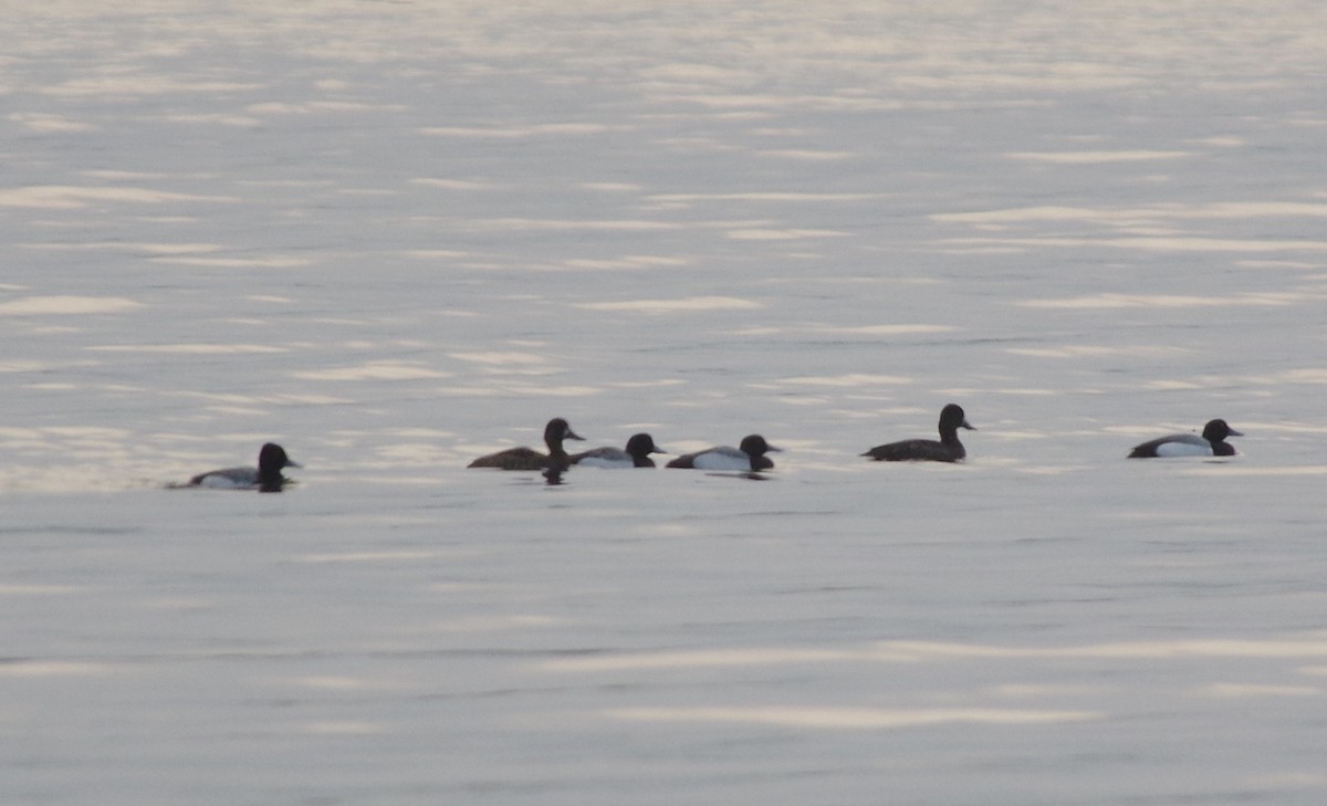 Lesser Scaup - Bill Purcell