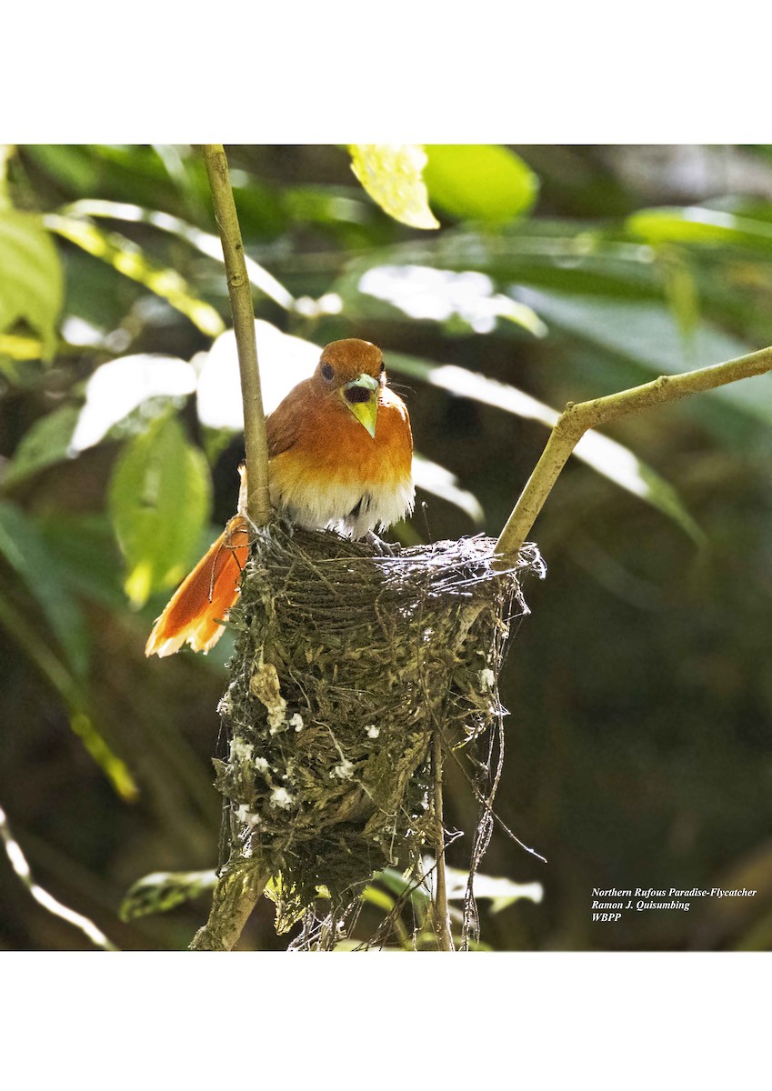 Rufous Paradise-Flycatcher (Northern) - Ramon Quisumbing