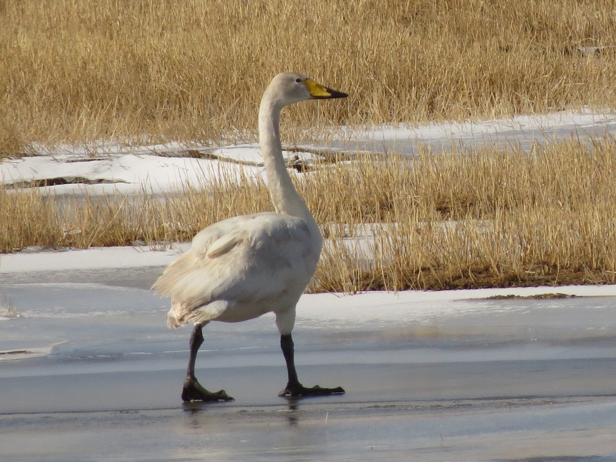 Whooper Swan - ML572973951