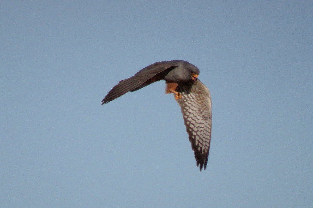 Red-footed Falcon - ML572974001