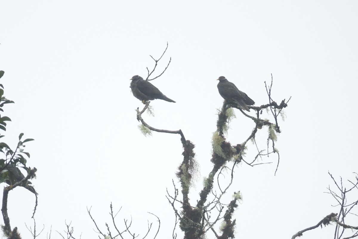 Band-tailed Pigeon - ML572975101