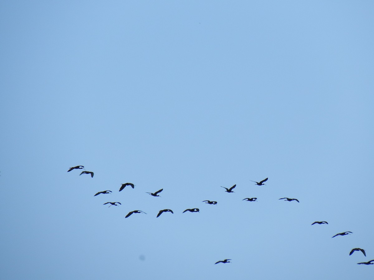 White-faced Ibis - ML57297661