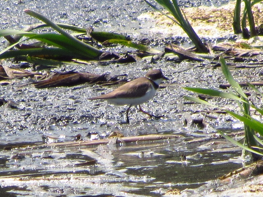 Semipalmated Plover - ML572977061