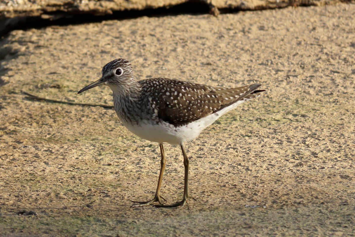 Solitary Sandpiper - ML572977541