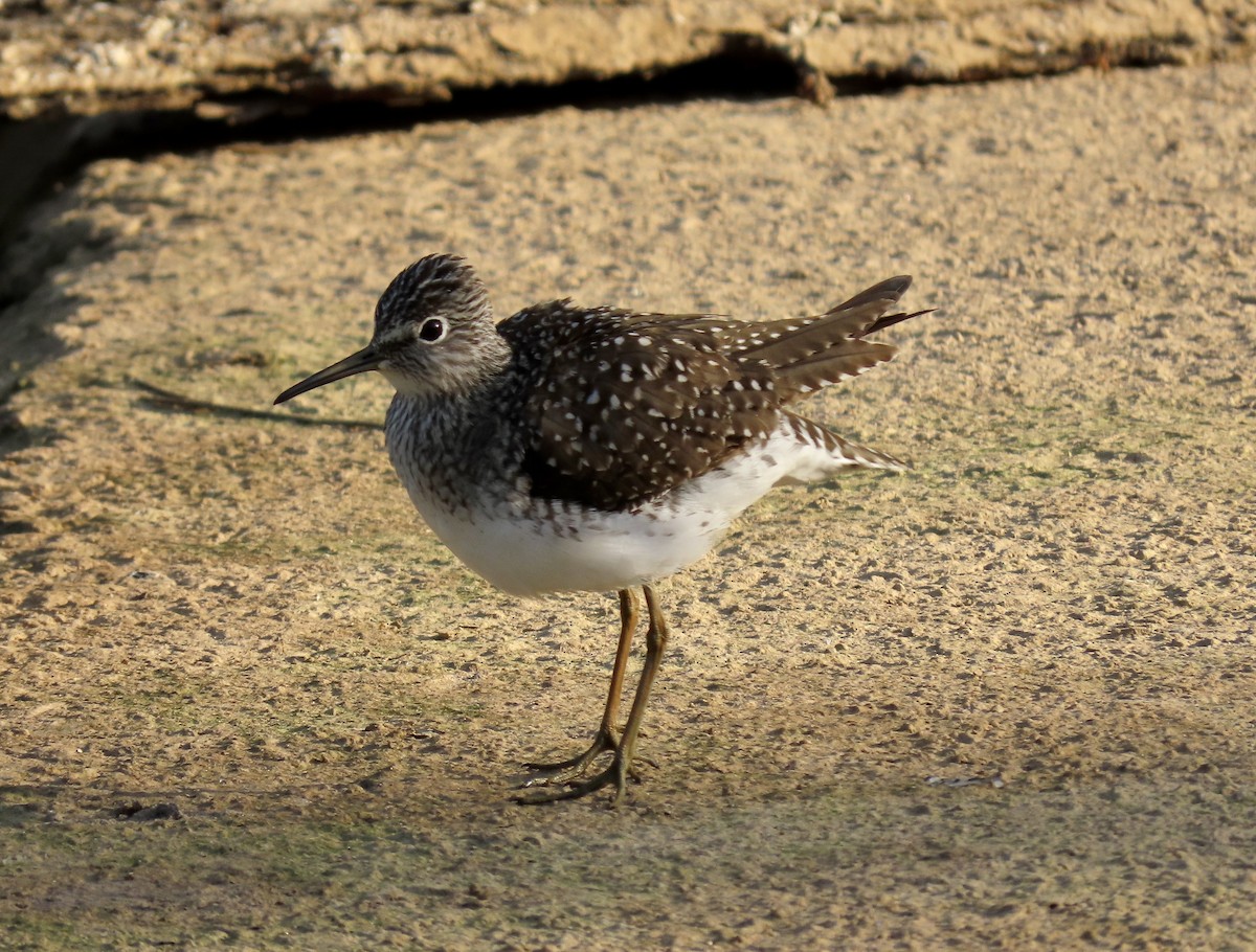 Solitary Sandpiper - ML572977551